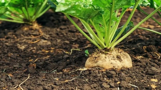 سطح زیر کشت چغندر سلسله به ۳۵۰۰ هکتار رسید