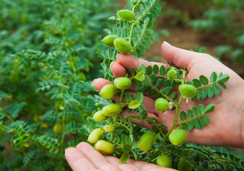 پیش بینی تولید ۴هزار تن نخود در مزارع سلسله