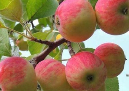 آغاز برداشت سیب گلاب در لرستان