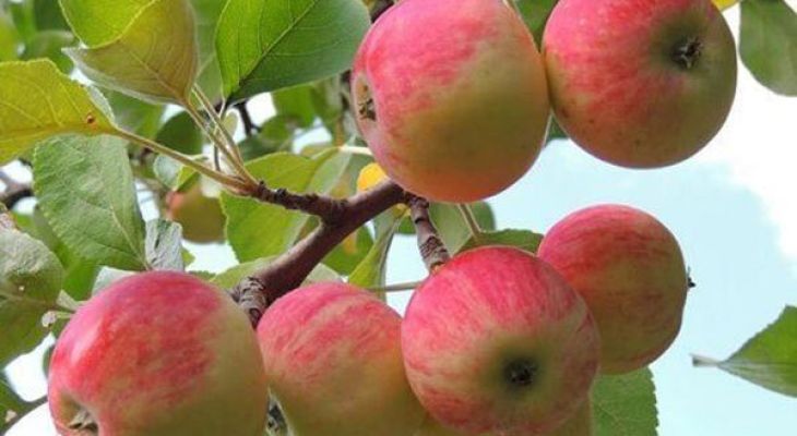 آغاز برداشت سیب گلاب در لرستان