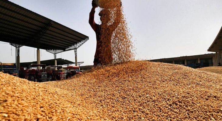 خرید گندم در لرستان از ۲۰۰هزار تن گذشت