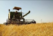 پیش بینی برداشت ۳۰ هزار تن گندم از مزارع سلسله