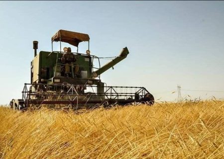 پیش بینی برداشت ۳۰ هزار تن گندم از مزارع سلسله