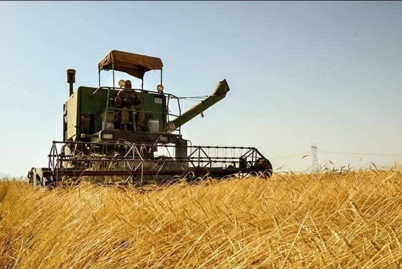 پیش بینی برداشت ۳۰ هزار تن گندم از مزارع سلسله