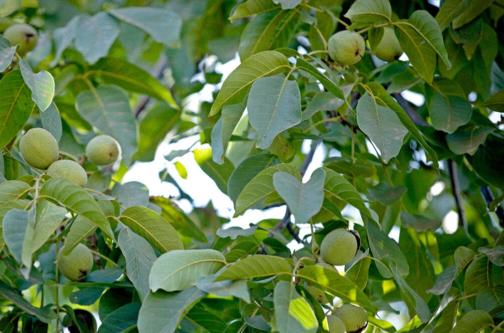 پیش بینی برداشت ۴هزار تن گردو در سلسله