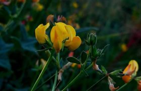 گزارش تصویری؛