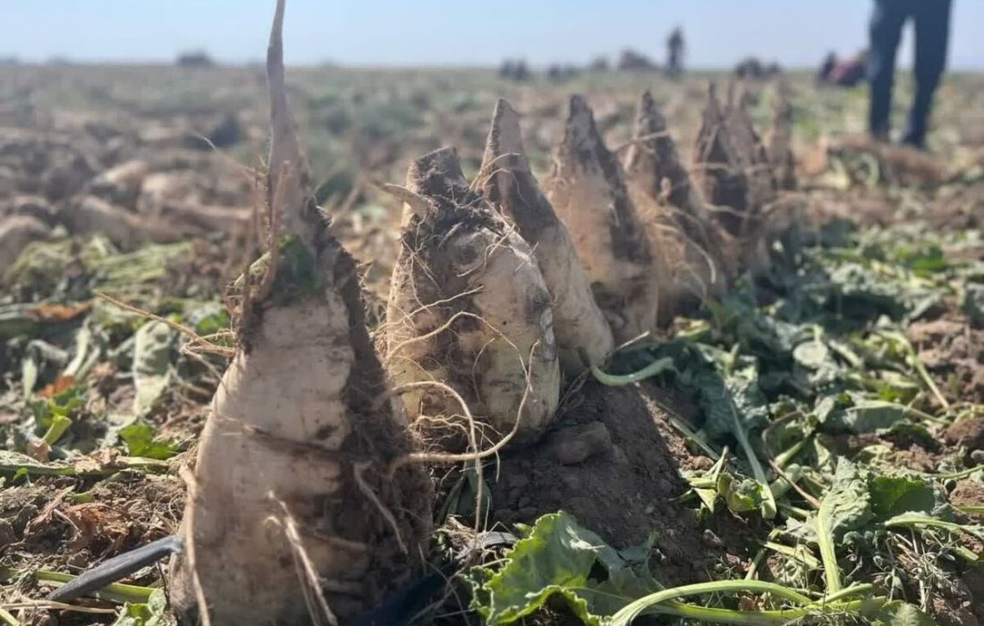 پیش بینی برداشت ۱۶۰ هزار تن چغندرقند در سلسله