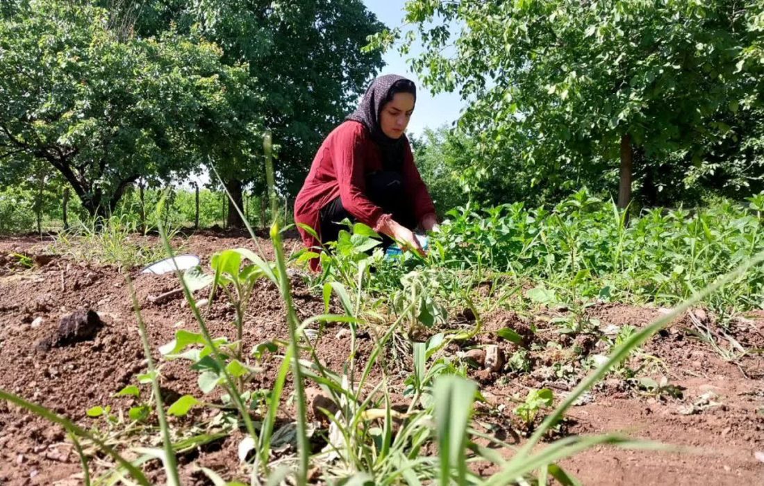 از کشت گیاهان دارویی تا ایجاد اشتغال برای زنان روستا