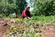 از کشت گیاهان دارویی تا ایجاد اشتغال برای زنان روستا