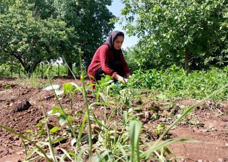 از کشت گیاهان دارویی تا ایجاد اشتغال برای زنان روستا