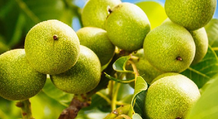 گردوی سلسله راهی بازارهای خارجی شد