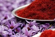 پیش‌بینی برداشت یک تن زعفران در سلسله