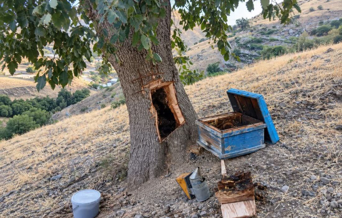 پشت‌پرده نگران‌کننده برداشت عسل وحشی در لرستان