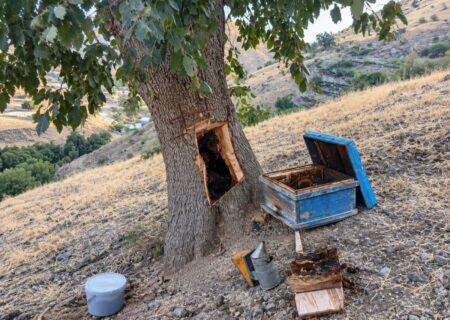 پشت‌پرده نگران‌کننده برداشت عسل وحشی در لرستان