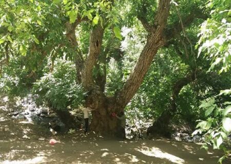 ثبت گردوهای هزار ساله کهمان گامی برای توسعه گردشگری سلسله